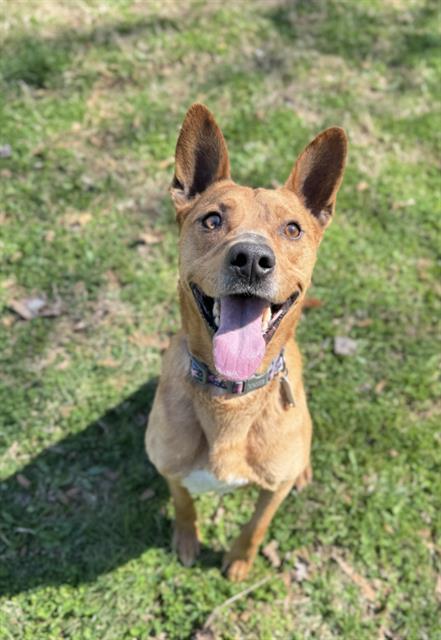 STEVIE, an adoptable Australian Cattle Dog in Haw River, NC