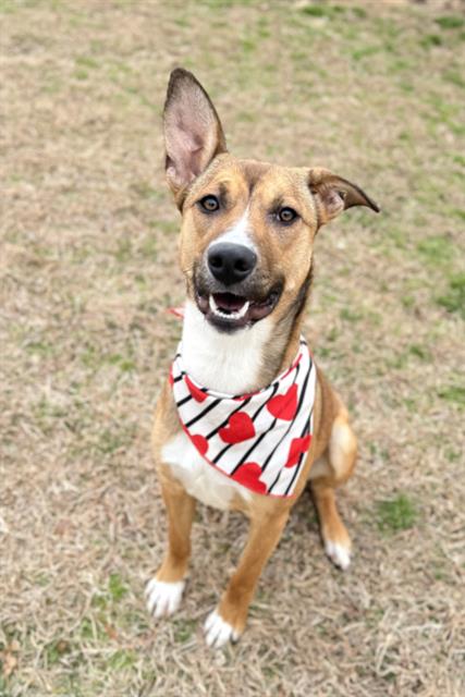 picture of the dog needing adoption