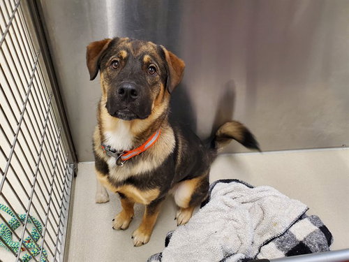 picture of the dog needing adoption