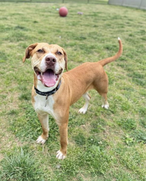picture of the dog needing adoption