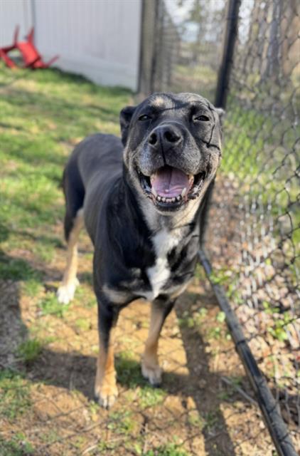 MARINA, an adoptable Rottweiler in Haw River, NC