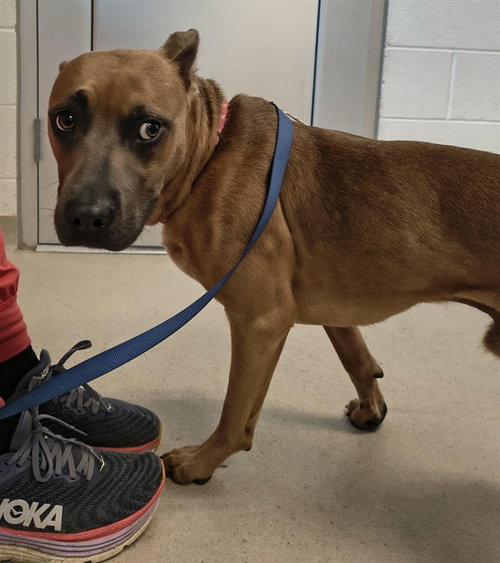 A178072, an adoptable Boxer in Haw River, NC