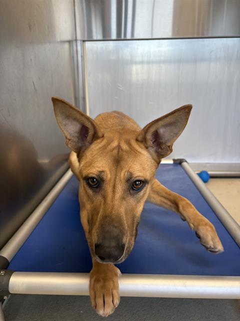 picture of the dog needing adoption