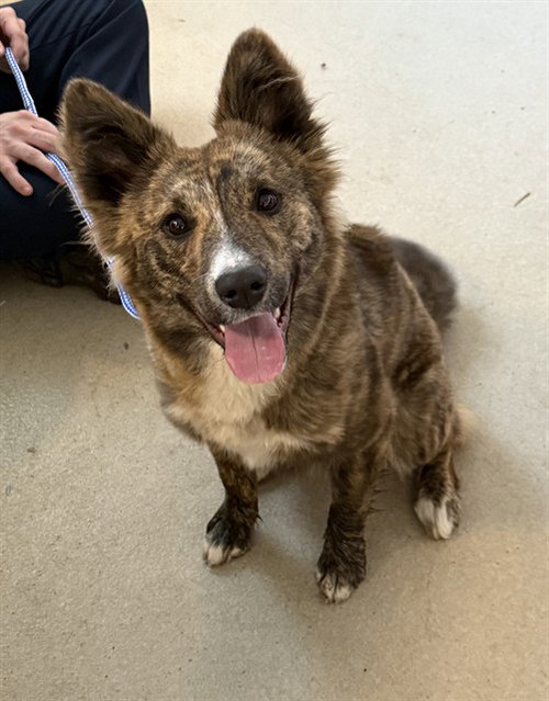FABLE, an adoptable Australian Cattle Dog in Haw River, NC