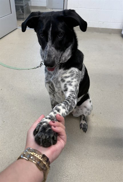 BIRDIE, an adoptable Australian Cattle Dog in Haw River, NC