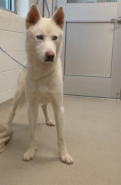 BEAU, an adoptable Siberian Husky in Haw River, NC