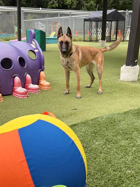 PRISCILLIA, an adoptable German Shepherd Dog in Haw River, NC