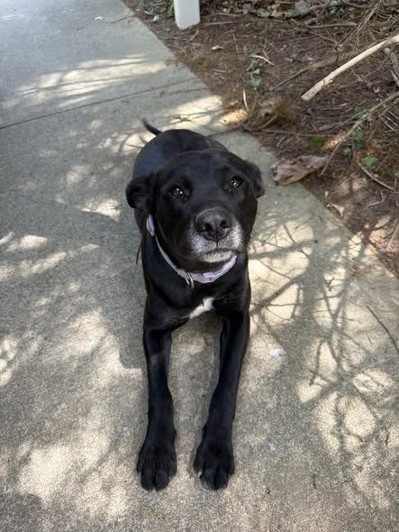 ROXY, an adoptable Labrador Retriever in Haw River, NC