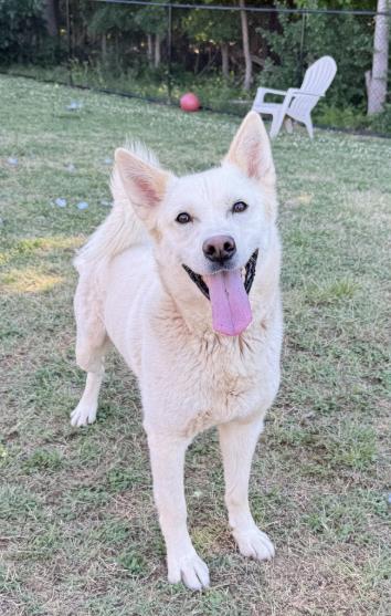 VEGAS, an adoptable Husky in Haw River, NC