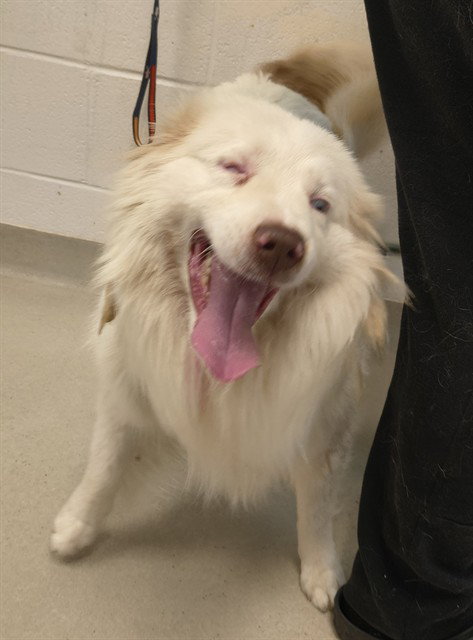 GORDY, an adoptable Australian Shepherd in Haw River, NC