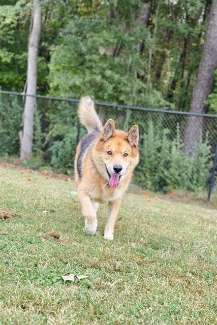 Poncho - German Shepherd Dog