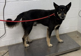 JERICHO, an adoptable Siberian Husky in Haw River, NC