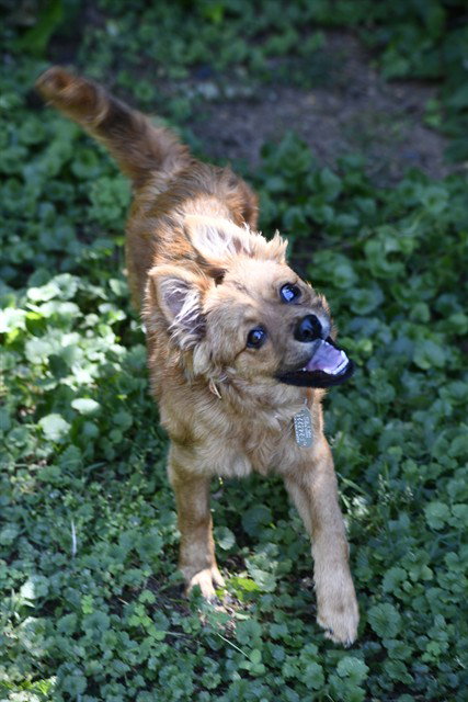 OLIVIA, an adoptable Terrier in Haw River, NC