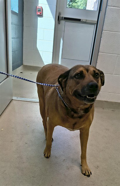 RONA, an adoptable German Shepherd Dog in Haw River, NC