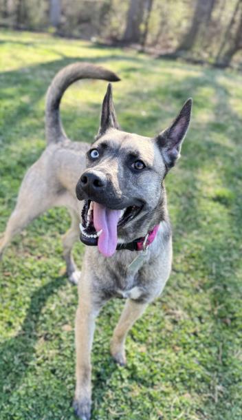 ASTRID, an adoptable Labrador Retriever in Haw River, NC