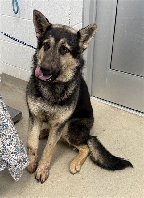 TITAN, an adoptable German Shepherd Dog in Haw River, NC