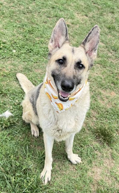 MOJAVE, an adoptable German Shepherd Dog in Haw River, NC