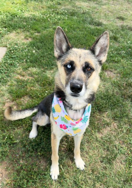 EVIE, an adoptable German Shepherd Dog in Haw River, NC