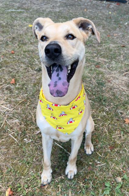 CASSIE, an adoptable Labrador Retriever in Haw River, NC