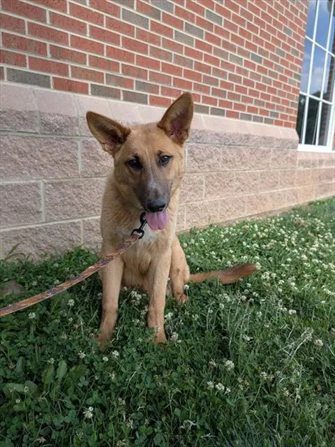 Rocky - German Shepherd Dog