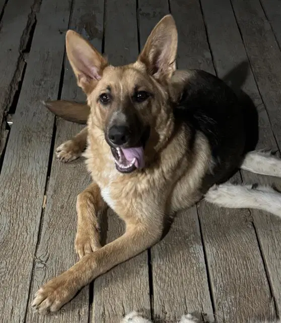 Rocky - German Shepherd Dog