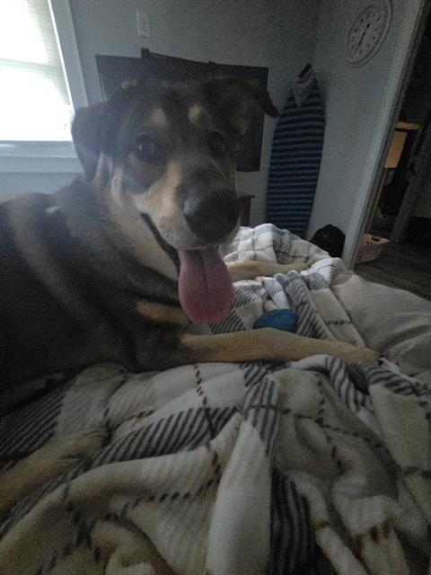 JAVI, an adoptable German Shepherd Dog in Haw River, NC