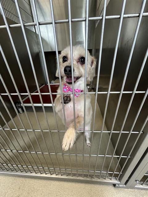 LILLY, an adoptable Terrier in Haw River, NC