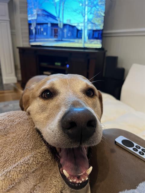 KENNY, an adoptable Golden Retriever in Haw River, NC