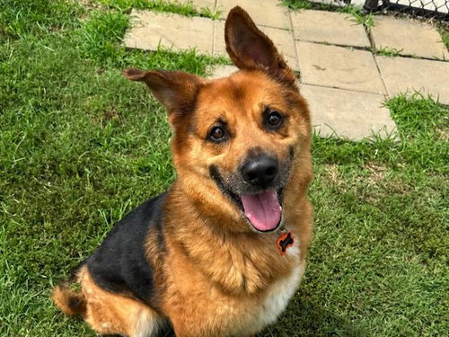 picture of the dog needing adoption