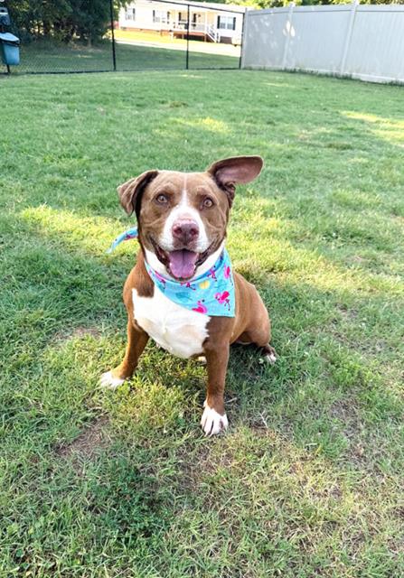 MELLY, an adoptable Basset Hound in Haw River, NC