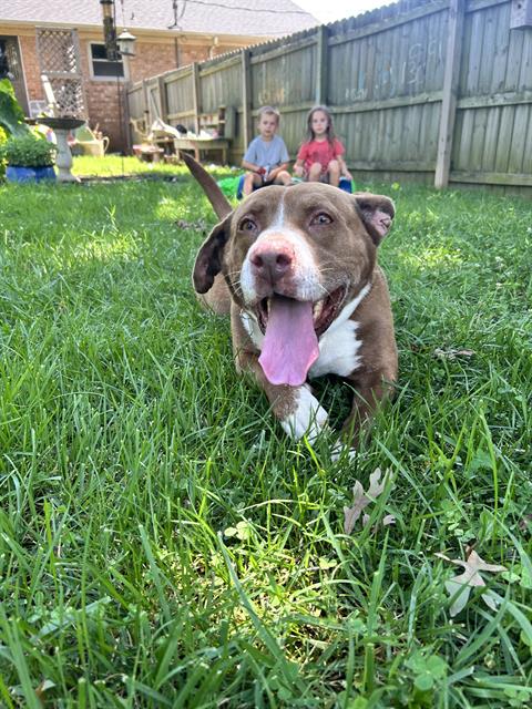 picture of the dog needing adoption