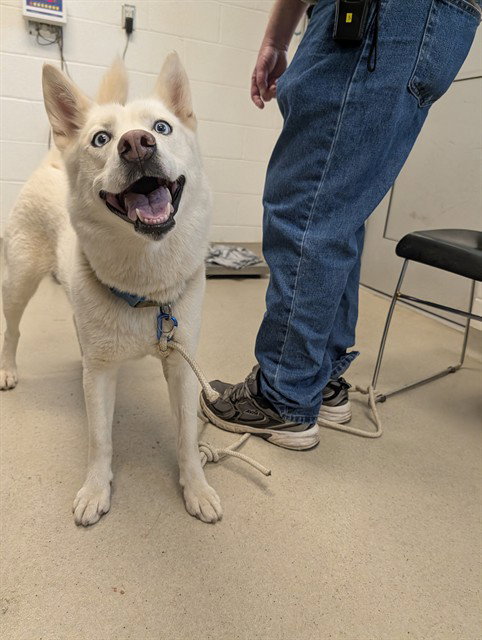 SHEBA, an adoptable Siberian Husky in Haw River, NC