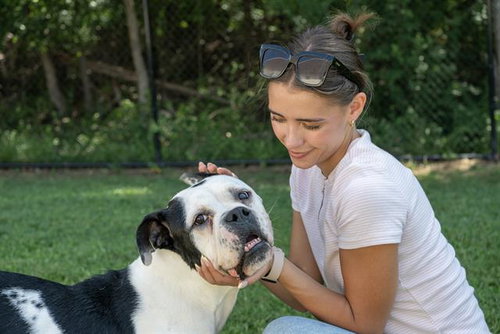 picture of the dog needing adoption