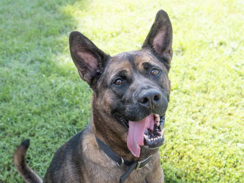 picture of the dog needing adoption