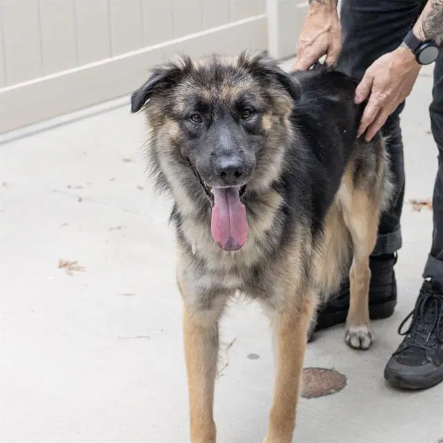 Yukon - German Shepherd Dog