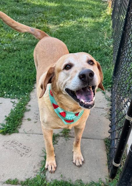 picture of the dog needing adoption