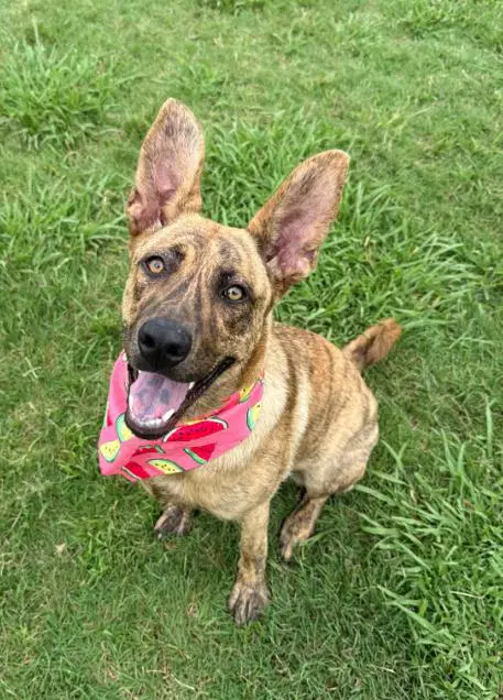 Marigold - Dutch Shepherd