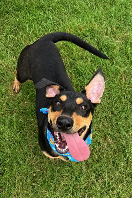 Hambone Shoe - Rottweiler