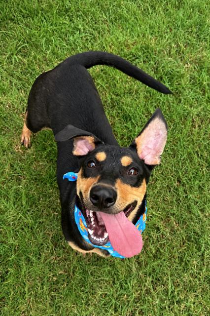 picture of the dog needing adoption