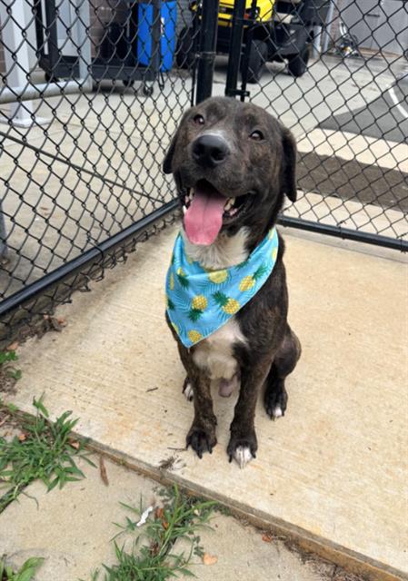 picture of the dog needing adoption