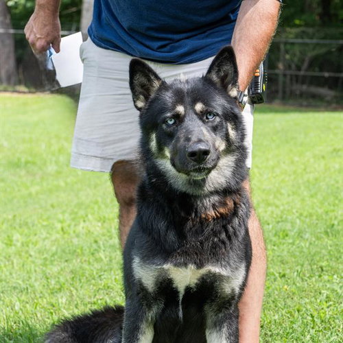 picture of the dog needing adoption