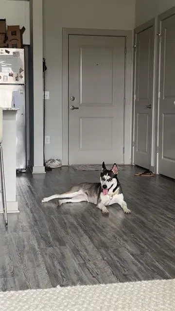 Missy - Siberian Husky