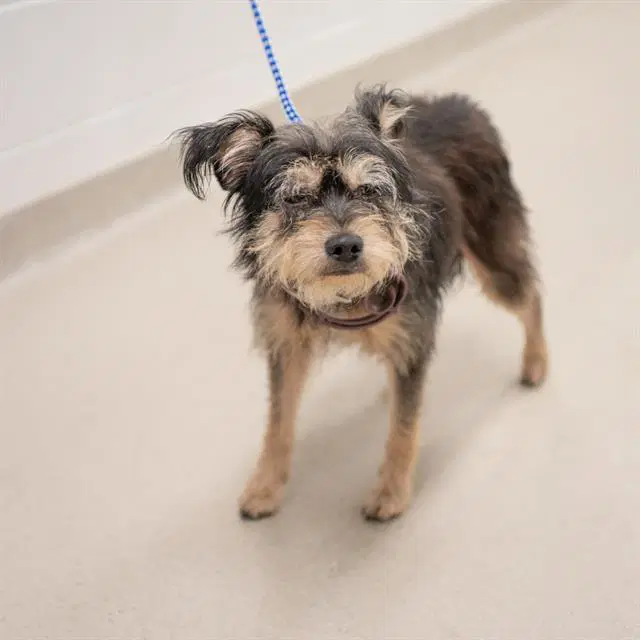 Scruffy - Terrier