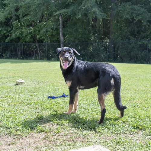 picture of the dog needing adoption