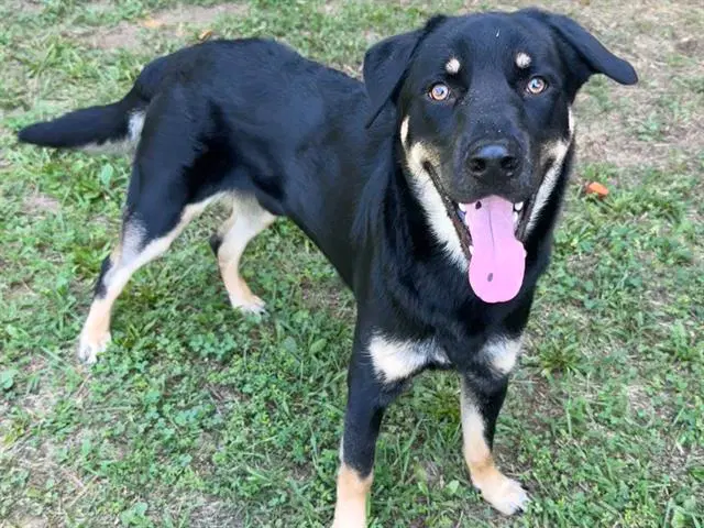Rocco - German Shepherd Dog