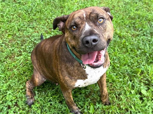 picture of the dog needing adoption
