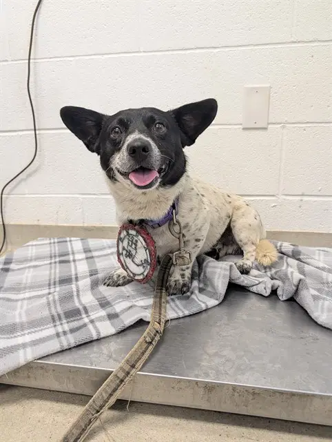 Corky - Terrier
