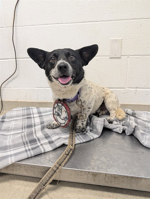 picture of the dog needing adoption