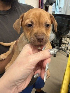 picture of the dog needing adoption