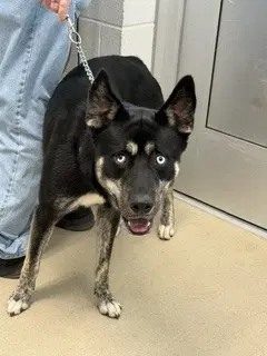 Damien Wayne - Siberian Husky